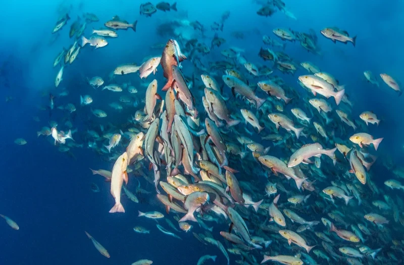 El Mundo Bajo el Agua Tiene su Propio Ritmo