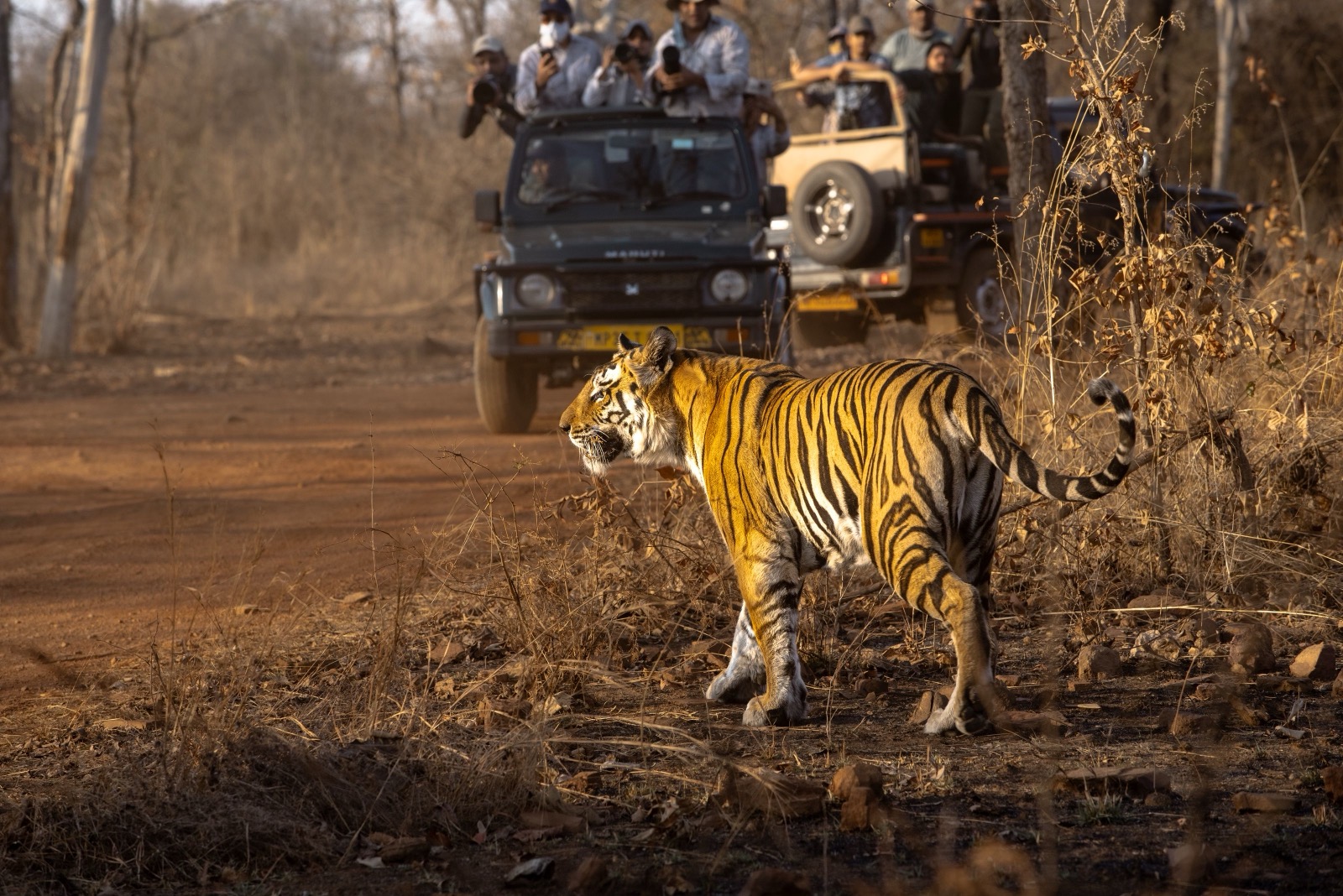 Tigre de Bengala ante los jeeps de un safari