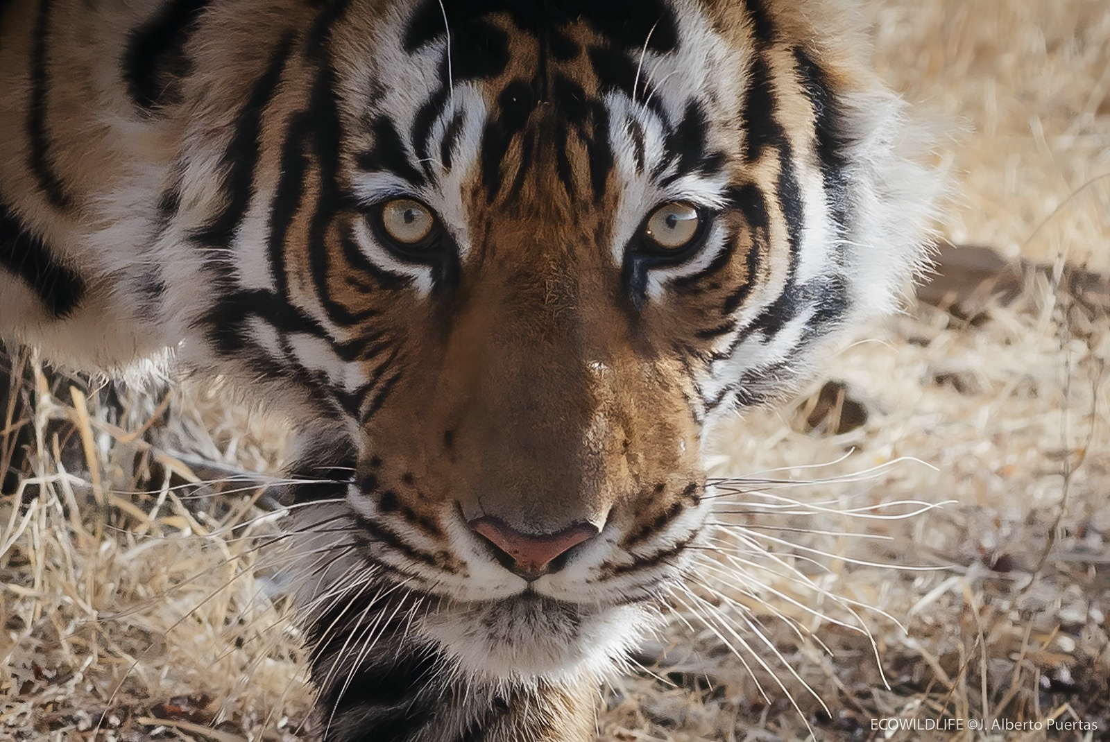 Primer plano de un tigre de Bengala