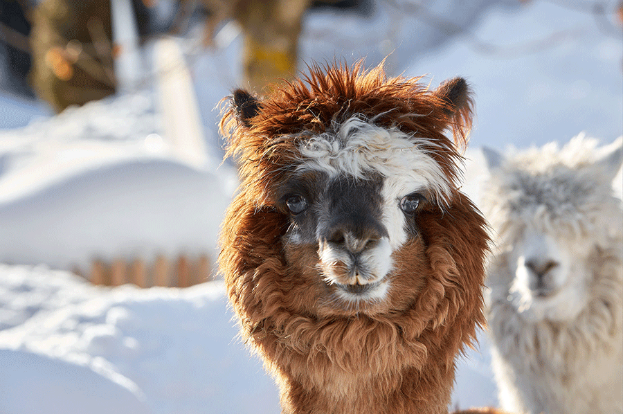 alpacas_Dolomitas
