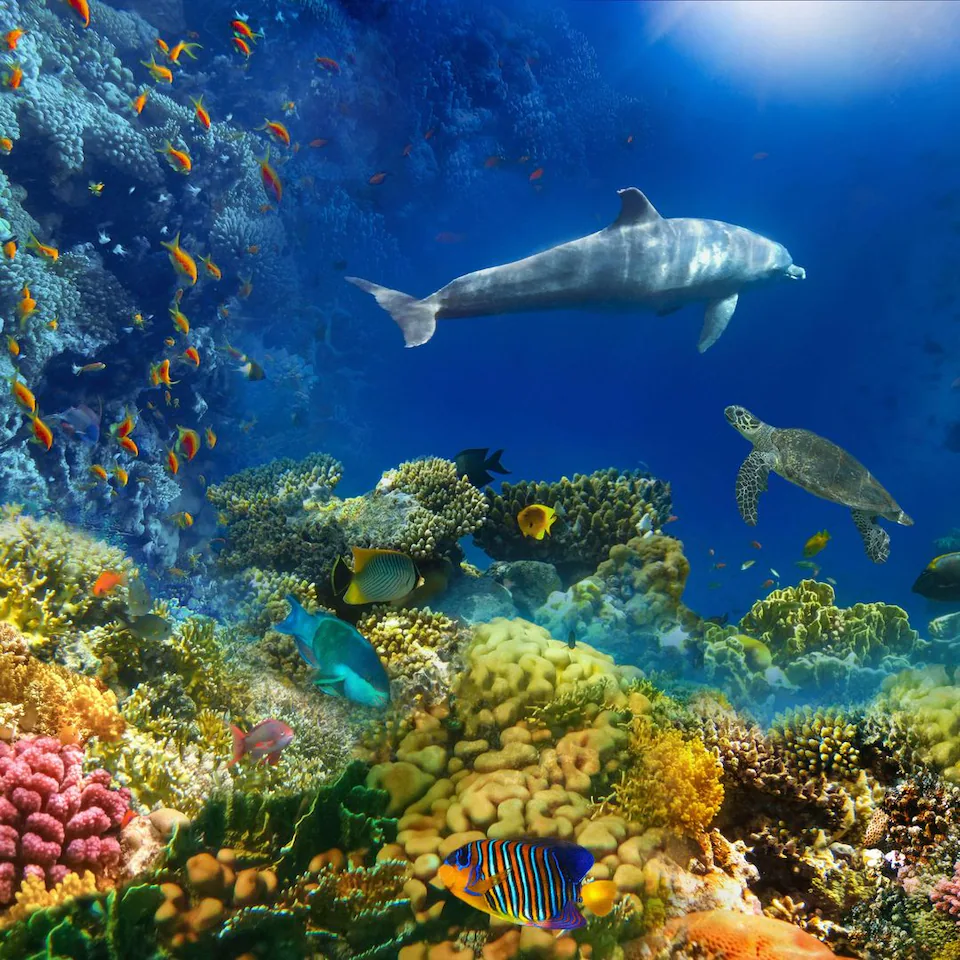 Arrecife de coral colorido en el Mar Rojo ideal para aprender a bucear