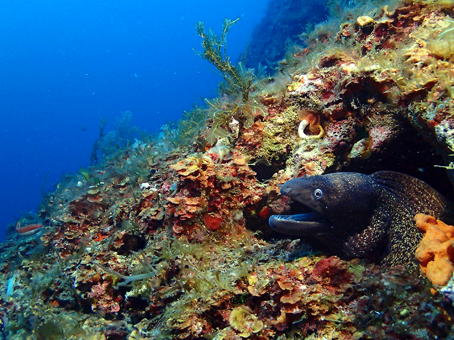 buceo Malta