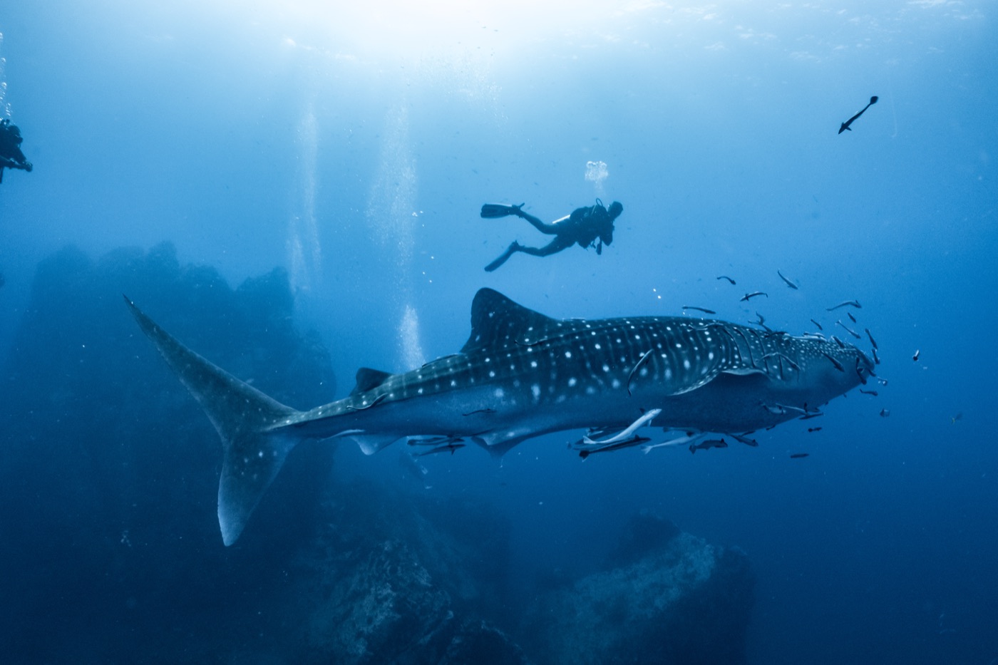 Buceador nadando junto a un tiburón ballena