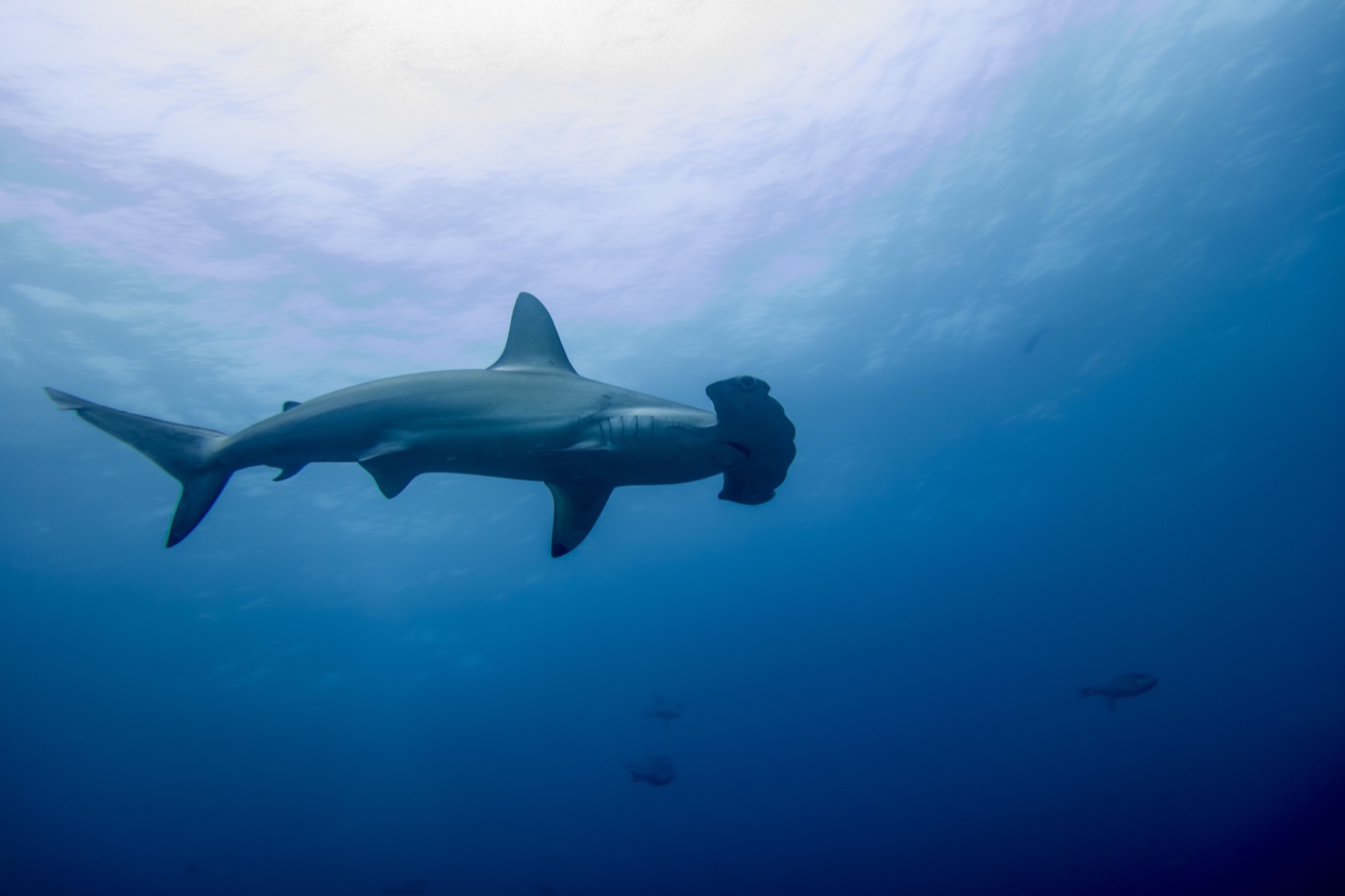 Tiburón martillo cruzando el azul durante una inmersión