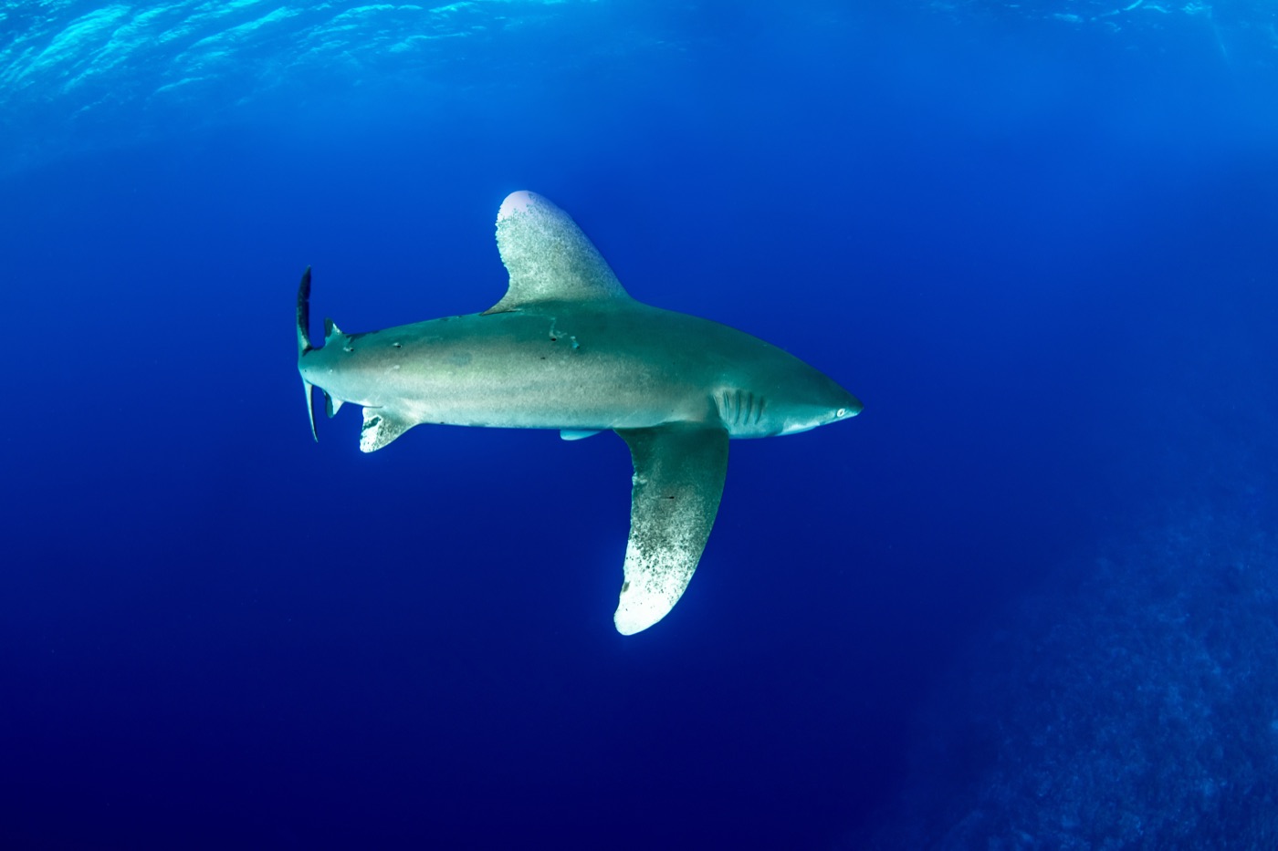 Tiburón oceánico de puntas blancas en aguas del Mar Rojo