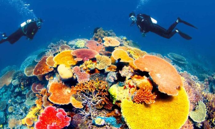 Este reconocimiento no sólo es un motivo de orgullo para la industria turística de Vietnam, sino que también abre oportunidades para el desarrollo sostenible del turismo de buceo en el futuro. Con un rico potencial natural y servicios cada vez más mejorados, Vietnam puede convertirse en un destino de buceo líder en la región y el mundo. Fotografía de Internet