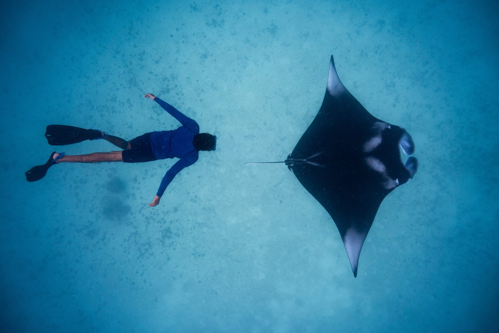 Snorkel junto a una manta en Hanifaru, Maldivas