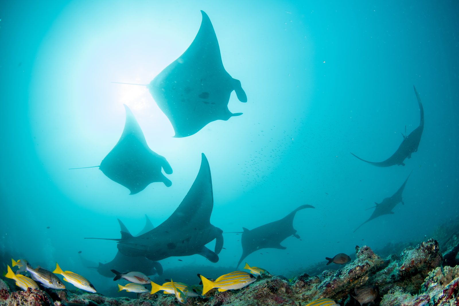Grupo de mantas sobre un arrecife de Maldivas