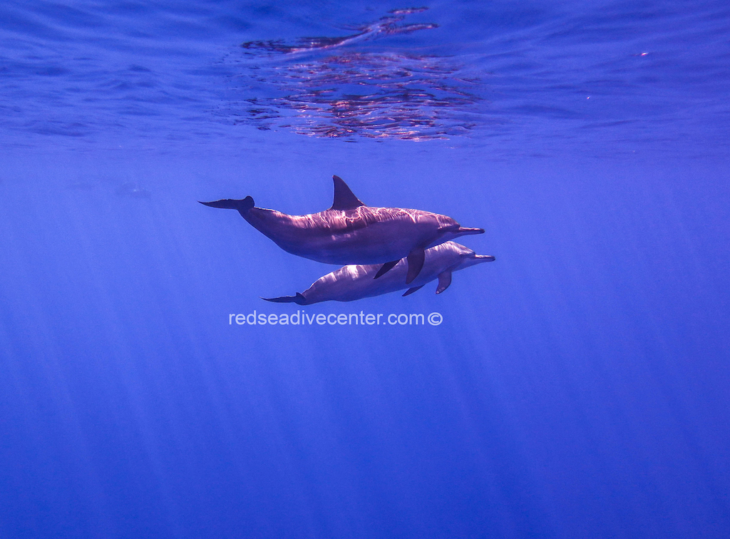 Red Sea Dive Center