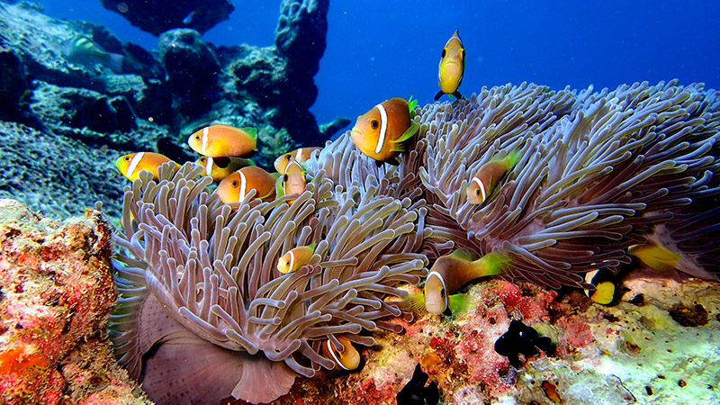 Buceo en Vilamendhoo
