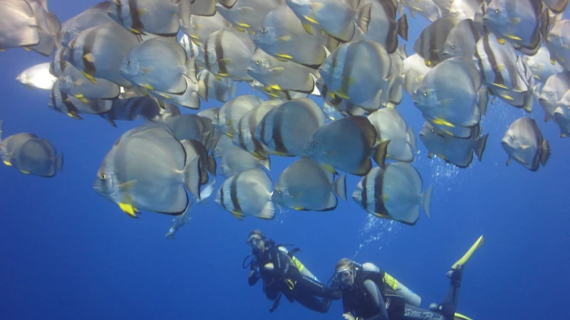 Camel Dive Club Sharm el Sheikh | Buceo en el Mar Rojo