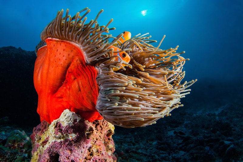 Oferta Especial vida a bordo Similan y Surin