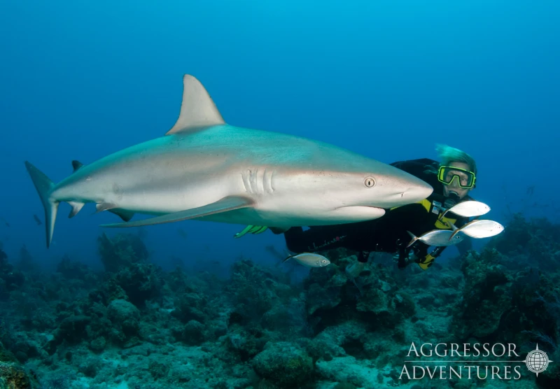 Tiburones, guardianes del equilibrio