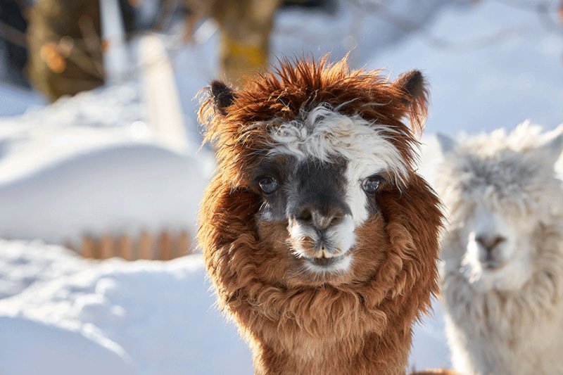 Alpacas en los Dolomitas