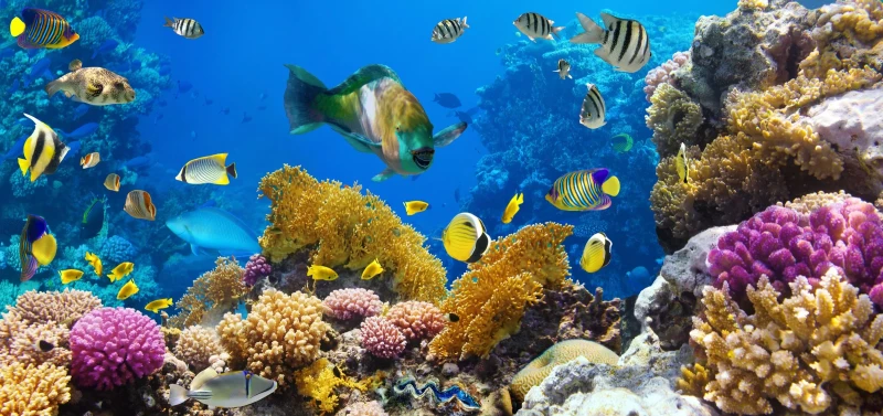 Sharks Bay Sharm El Sheikh - Buceo Auténtico en el Mar Rojo