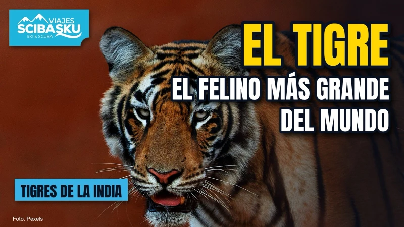 Tras la huella del tigre de Bengala: la supermamá, el tigre «CAT» y 3 parques de la India